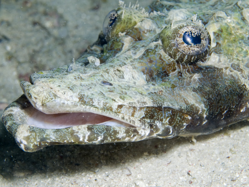 Mabul, Paradise 1 and 2, Crocodile Fish